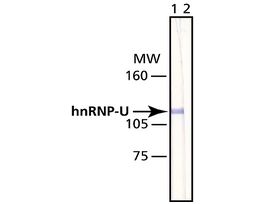Monoclonal Anti-hnRNP-U antibody produced in mouseclone 3G6, purified immunoglobulin, buffered aqueous solution