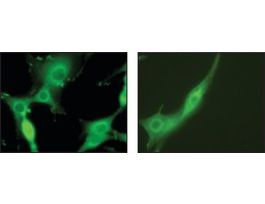 Anti-Syntaxin 7 antibody produced in rabbitIgG fraction of antiserum, buffered aqueous solution