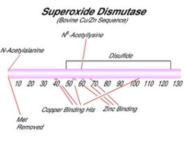 Superoxide Dismutase from bovine erythrocyteslyophilized powder, >=3,000 units/mg protein 15KU