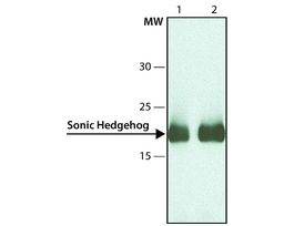 Anti-Sonic Hedgehog antibody, Mouse monoclonalclone SH154, purified from hybridoma cell culture
