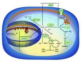 Superoxide Dismutase from bovine liverammonium sulfate suspension, 2,000-6,000 units/mg protein (biuret) 3KU