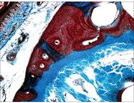 Safranin Ocertified by the Biological Stain Commission 100G