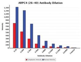 Anti-ARPC4 (26-40) antibody produced in rabbitIgG fraction of antiserum, buffered aqueous solution