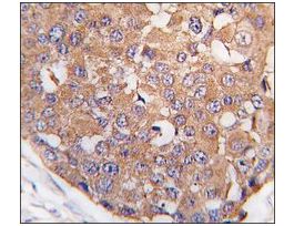 Anti-SNK (C-term) antibody produced in rabbitIgG fraction of antiserum, buffered aqueous solution