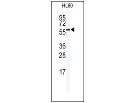 Anti-SENP2 (C-term) antibody produced in rabbitIgG fraction of antiserum, buffered aqueous solution