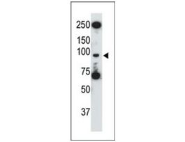 Anti-Mouse Tlr5 (N-term) antibody produced in rabbitIgG fraction of antiserum, buffered aqueous solution