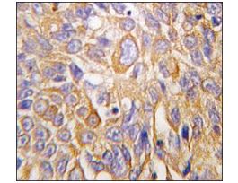 Anti-DDIT4 (N-term) antibody produced in rabbitIgG fraction of antiserum, buffered aqueous solution