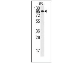 Anti-SOX1 (center) antibody produced in rabbitsaturated ammonium sulfate (SAS) precipitated, buffered aqueous solution