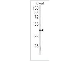 Anti-SLAMF1 (Y307) antibody produced in rabbitaffinity isolated antibody, buffered aqueous solution