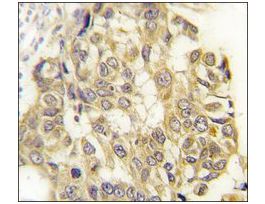 Anti-Semaphorin 3E(Sema3e) (C-term) antibody produced in rabbitIgG fraction of antiserum, buffered aqueous solution