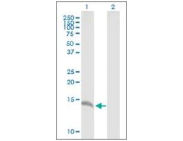 Anti-CALML3 antibody produced in mouseIgG fraction of antiserum, buffered aqueous solution