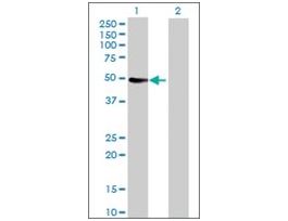 Anti-CYP3A4 antibody produced in rabbitIgG fraction of antiserum, buffered aqueous solution