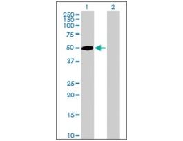 Anti-RAB3IL1 antibody produced in mouseIgG fraction of antiserum, buffered aqueous solution