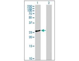 Anti-GOSR1 antibody produced in mouseIgG fraction of antiserum, buffered aqueous solution
