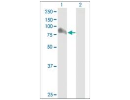 Anti-ARHGAP26 antibody produced in mouseIgG fraction of antiserum, buffered aqueous solution