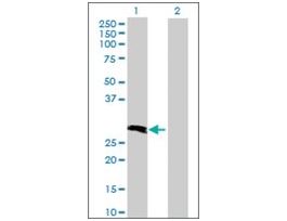 Anti-GLT1D1 antibody produced in mouseIgG fraction of antiserum, buffered aqueous solution