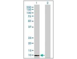 Anti-COX6B2 antibody produced in rabbitpurified immunoglobulin, buffered aqueous solution