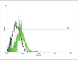 Anti-GPR151 antibody produced in mousepurified immunoglobulin, buffered aqueous solution