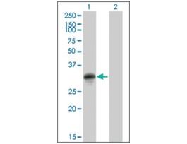Anti-ICAM4 antibody produced in mousepurified immunoglobulin, buffered aqueous solution