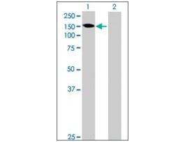 Anti-GALNT6 antibody produced in mousepurified immunoglobulin, buffered aqueous solution