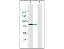 Anti-CNOT10 antibody produced in mousepurified immunoglobulin, buffered aqueous solution