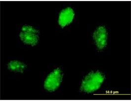 Anti-ETV7 antibody produced in mousepurified immunoglobulin, buffered aqueous solution