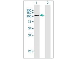 Anti-GPAM antibody produced in mousepurified immunoglobulin, buffered aqueous solution