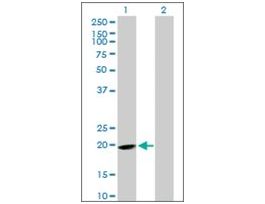 Anti-EPB41L4A antibody produced in mousepurified immunoglobulin, buffered aqueous solution