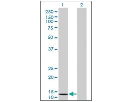 Anti-COX6B2 antibody produced in mousepurified immunoglobulin, buffered aqueous solution