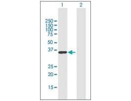 Anti-RALYL antibody produced in mousepurified immunoglobulin, buffered aqueous solution