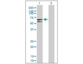 Anti-GLUD2 antibody produced in mousepurified immunoglobulin, buffered aqueous solution