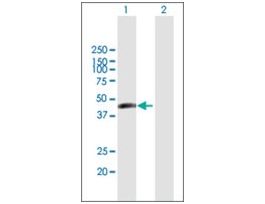 Anti-ERMN antibody produced in mousepurified immunoglobulin, buffered aqueous solution