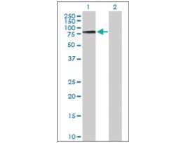 Anti-COL9A3 antibody produced in rabbitpurified immunoglobulin, buffered aqueous solution