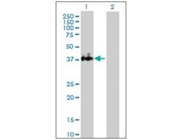 Anti-F3 antibody produced in rabbitpurified immunoglobulin, buffered aqueous solution