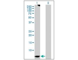 Anti-GNG7 antibody produced in rabbitpurified immunoglobulin, buffered aqueous solution