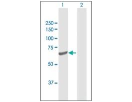 Anti-GALNT4 antibody produced in rabbitpurified immunoglobulin, buffered aqueous solution