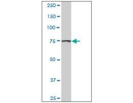 Anti-GOLGA5 antibody produced in rabbitpurified immunoglobulin, buffered aqueous solution
