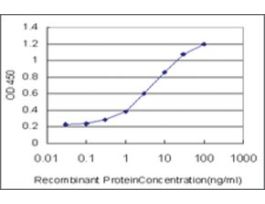 ANTI-FOXO3A antibody produced in mouseclone 1D2, purified immunoglobulin, buffered aqueous solution