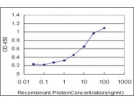 ANTI-FOXO3A antibody produced in mouseclone 2C4, purified immunoglobulin, buffered aqueous solution