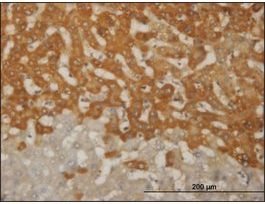 ANTI-FOXO1A antibody produced in mouseclone 4A10, purified immunoglobulin, buffered aqueous solution