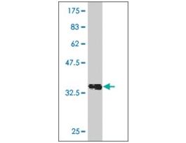 ANTI-RCV1 antibody produced in mouseclone 4A8, purified immunoglobulin, buffered aqueous solution