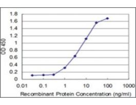 ANTI-ABL2 antibody produced in mouseclone 3G3, purified immunoglobulin, buffered aqueous solution