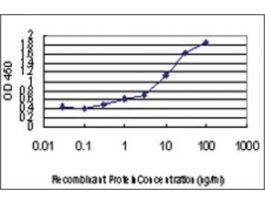 ANTI-PBK antibody produced in mouseclone 3F7, purified immunoglobulin, buffered aqueous solution