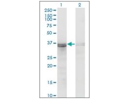 ANTI-FRZB antibody produced in mouseclone 3F4, purified immunoglobulin, buffered aqueous solution