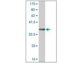 ANTI-FRZB antibody produced in mouseclone 4B8, purified immunoglobulin, buffered aqueous solution