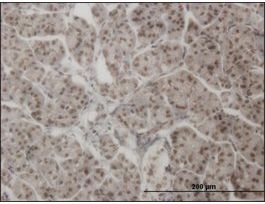 ANTI-AHR antibody produced in mouseclone 3B9, purified immunoglobulin, buffered aqueous solution