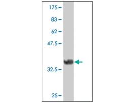 ANTI-FRZB antibody produced in mouseclone 4E5, purified immunoglobulin, buffered aqueous solution