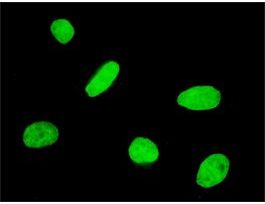 ANTI-FOXQ1 antibody produced in mouseclone 2F2, purified immunoglobulin, buffered aqueous solution
