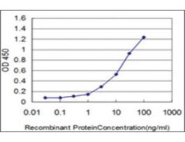 ANTI-FOXQ1 antibody produced in mouseclone 4H8, purified immunoglobulin, buffered aqueous solution