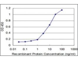 ANTI-PHF1 antibody produced in mouseclone 4F5, purified immunoglobulin, buffered aqueous solution